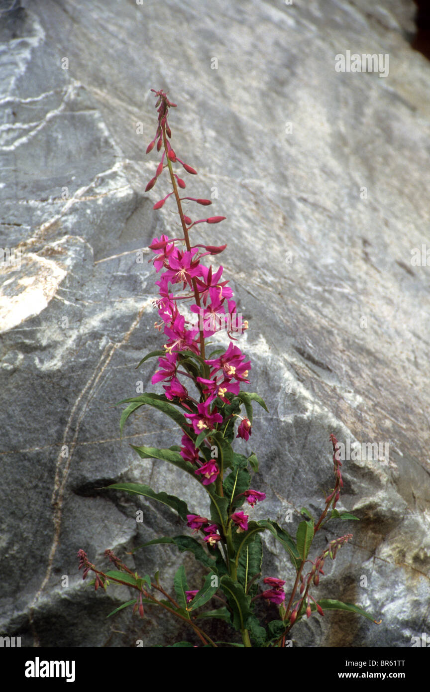 Indian paintbrush plant grows on granite cliff spring flower bloom blossom nature mountain sierra Nevada California Stock Photo