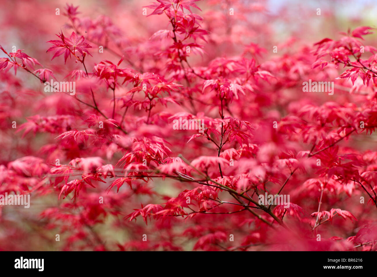 Acer Palmatum Japanese Maple High Resolution Stock Photography and ...