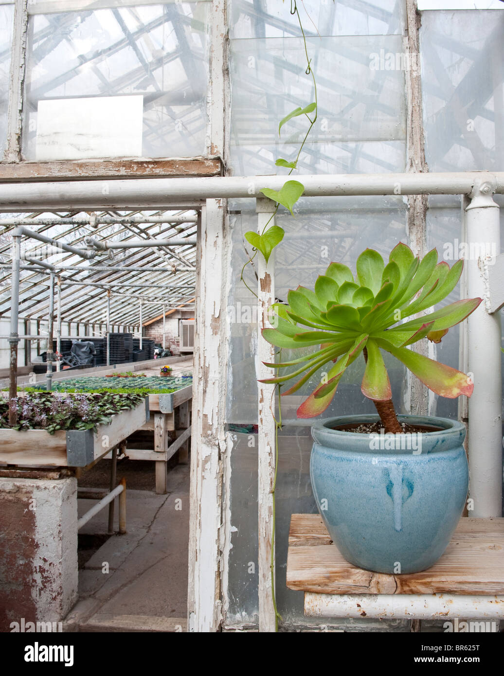 Interior view of a production greenhouse Stock Photo - Alamy