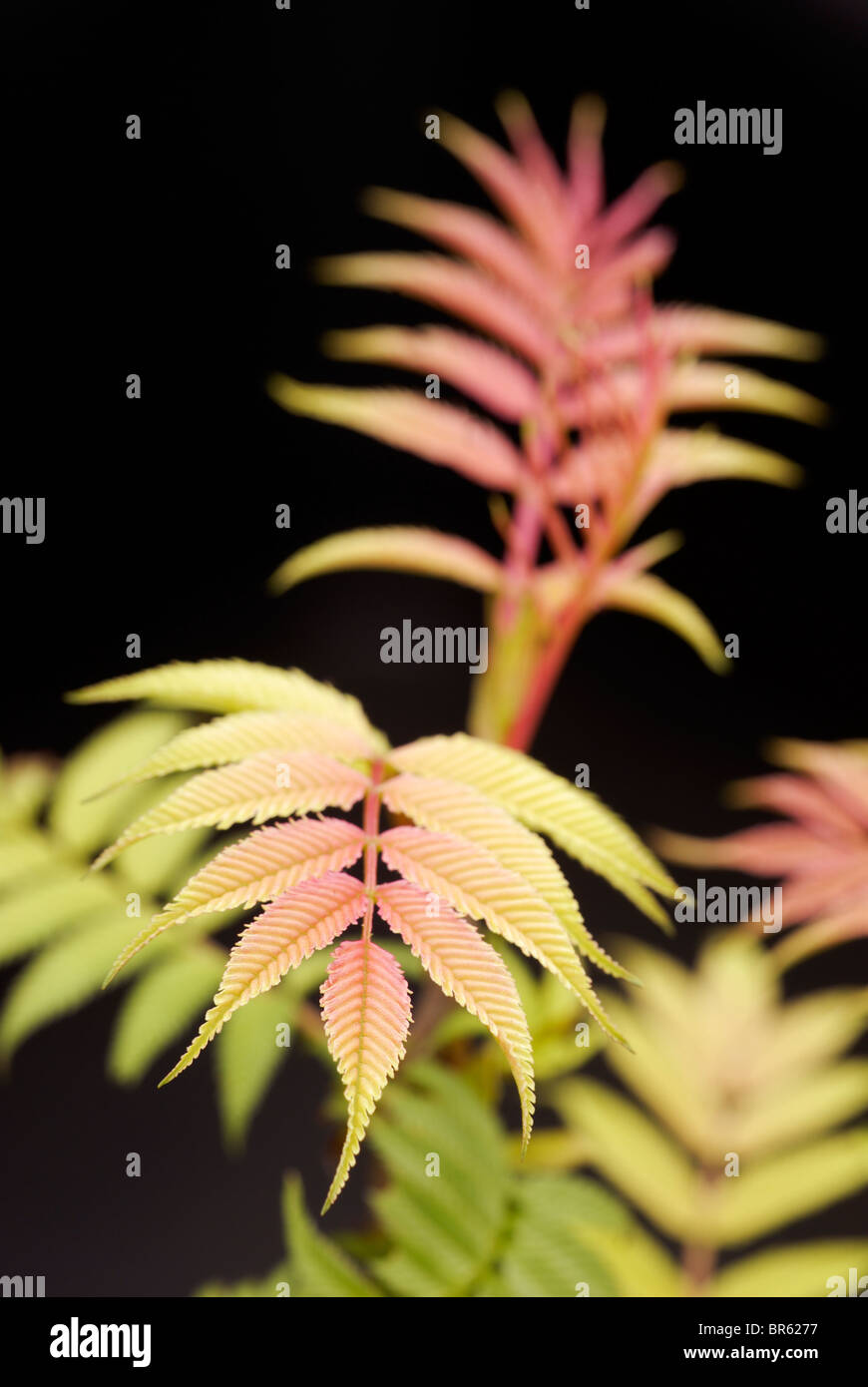 Young, red tinged leaves of Sorbaria sorbifolia. Stock Photo