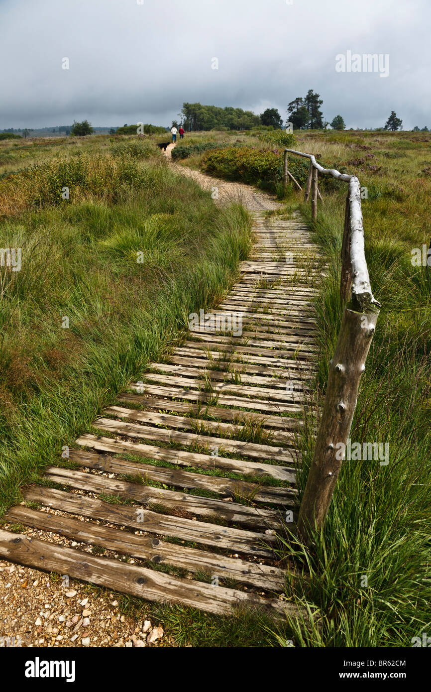 Boardwalk across boggy ground at Domaine de Bérinzenne, part of the Parc National Hautes Fagnes near Spa, Wallonia, Belgium Stock Photo