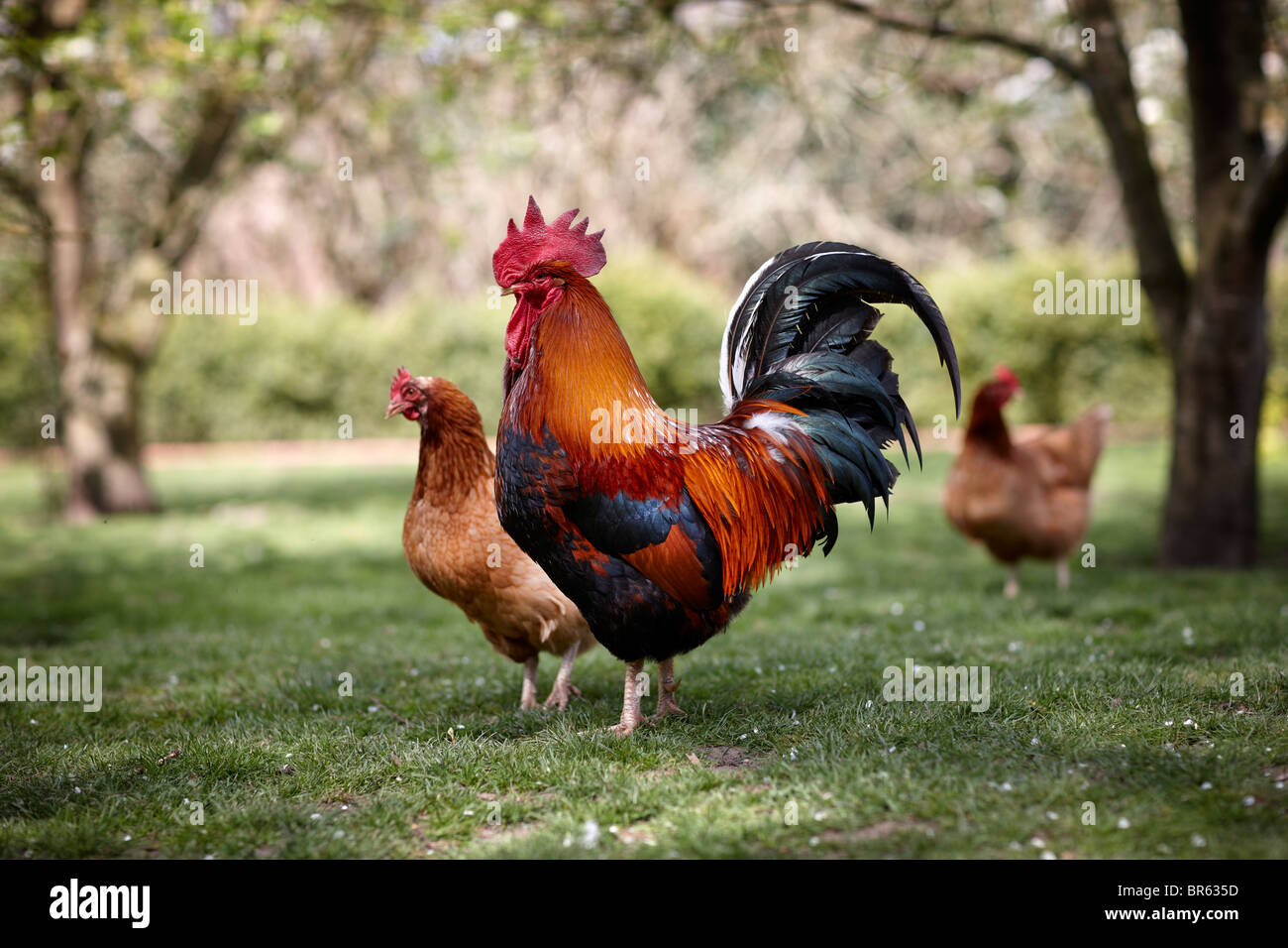 Chickens free-range free range countryside happy Stock Photo