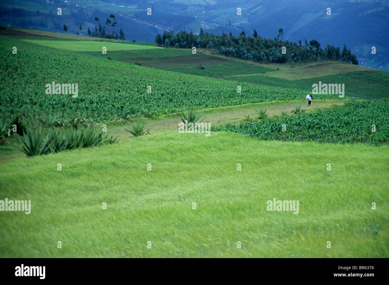 Farmer in corn and wheat fields Otovalo Ecuador. Stock Photo