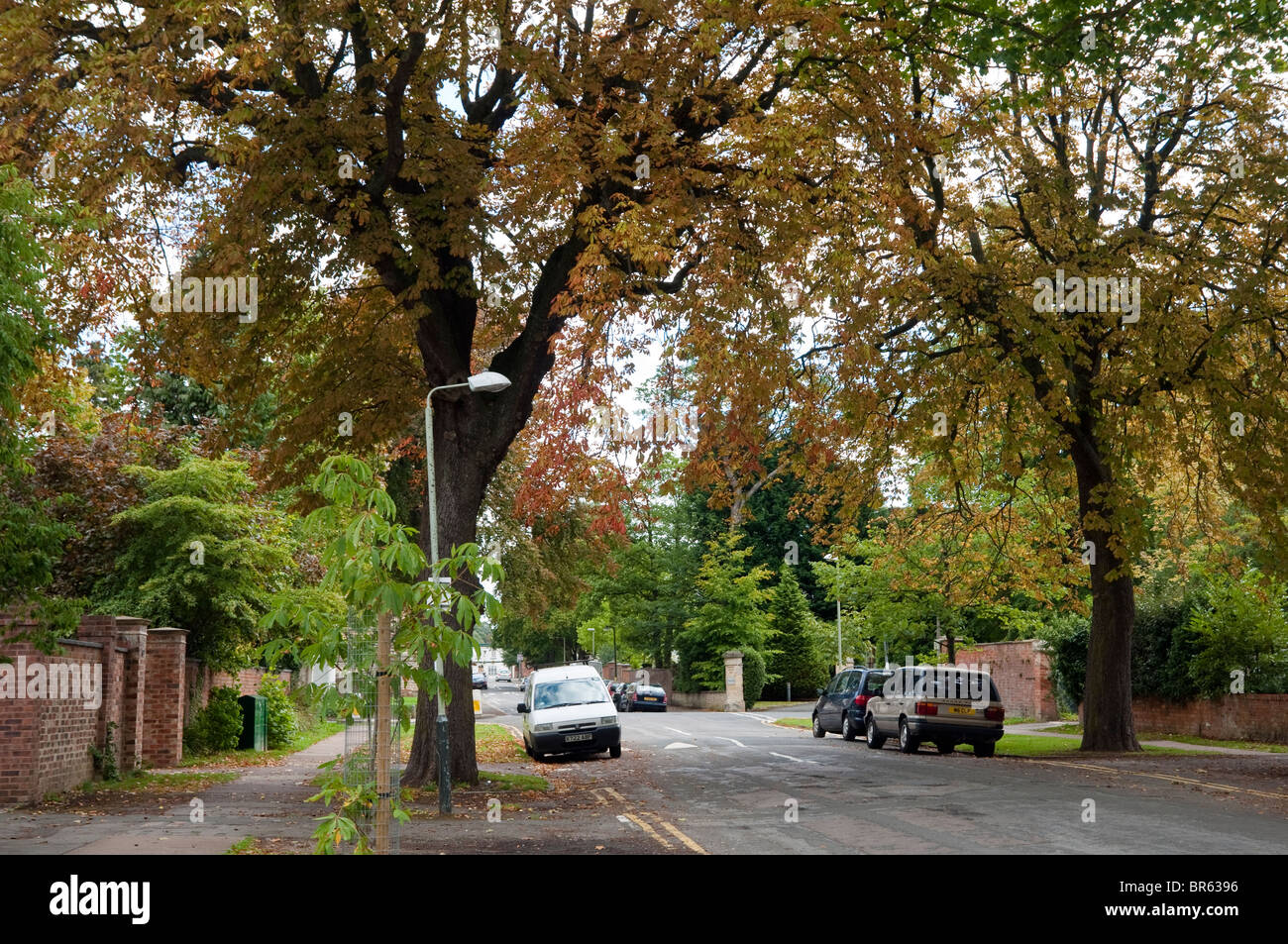 Horsechestnut trees in a town / suburban setting, unfortunately suffering from the leaf miner infestation 'Cameraria ohridella' Stock Photo
