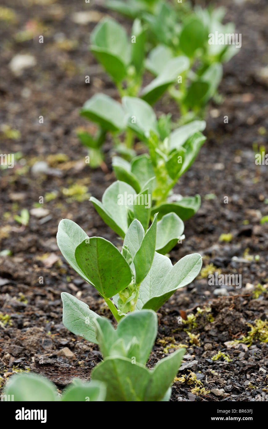Vicia faba, Young Broad Bean plants. Stock Photo