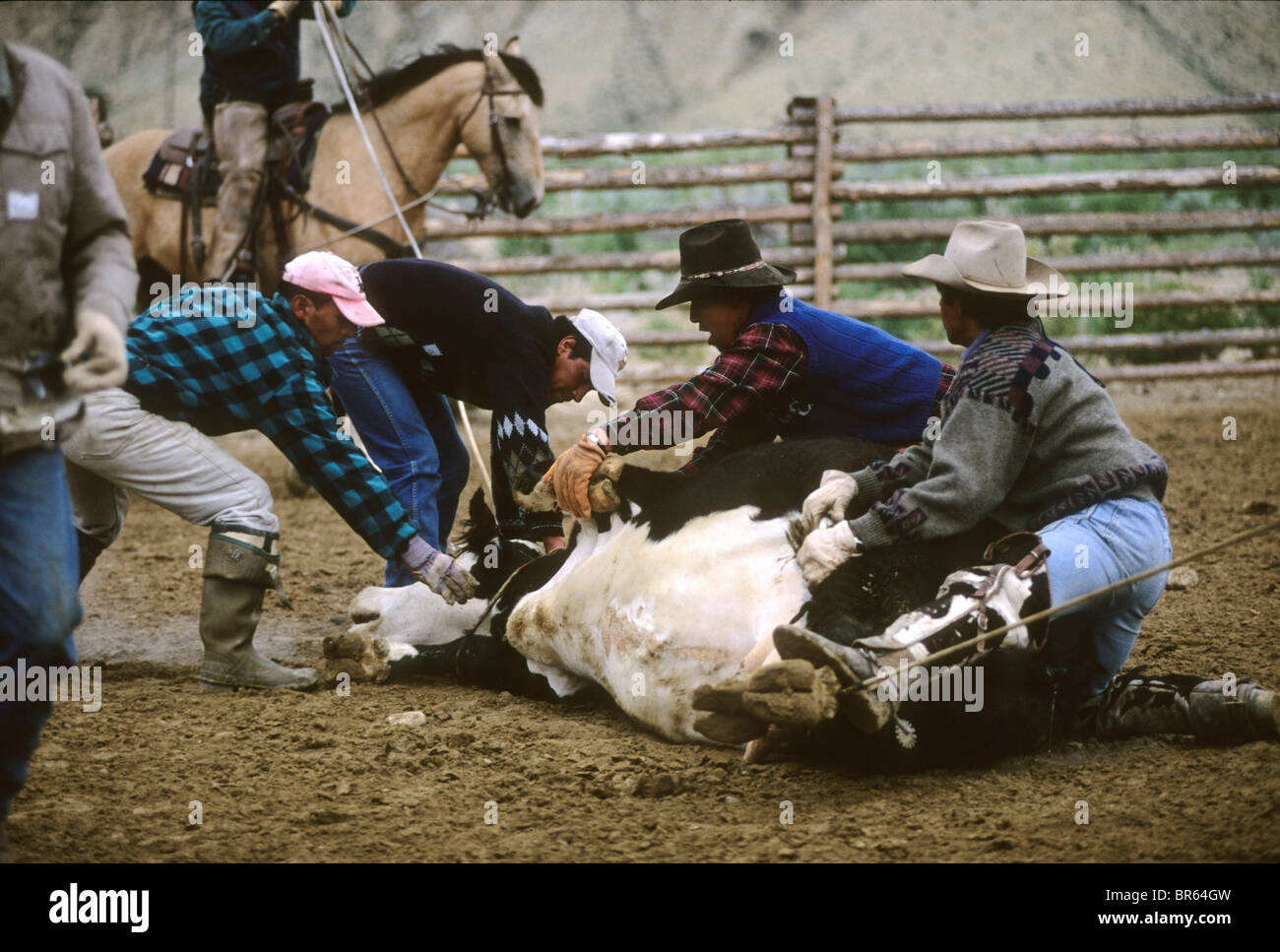 Ranchworkers rope and subdue a cow during a branding on a ranch in CO ...