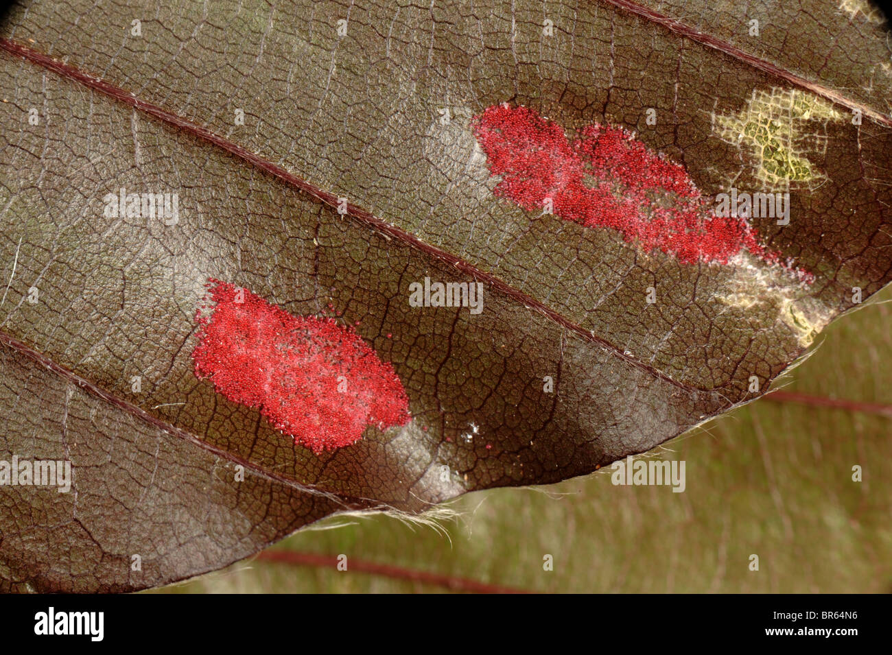 Beech erineum gall mite (Eriophyes nervisequus fagineus) galls on copper beech leaf Stock Photo
