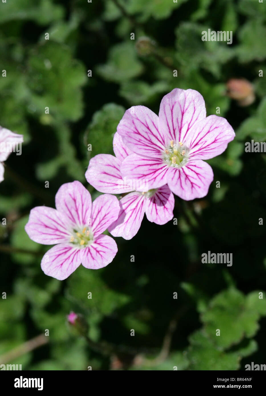 Heron's Bill Geranium, Erodium reichardii 'Rosea', Geraniaceae, Europe ...