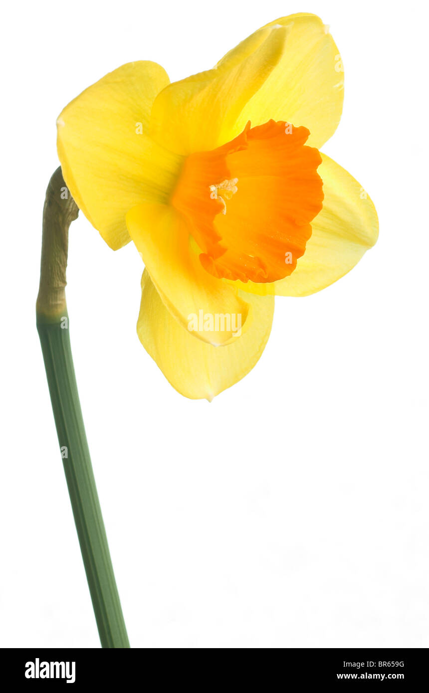 Daffodil isolated on white background Stock Photo