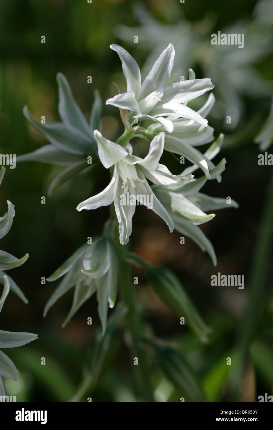 Drooping Star-of-Bethlehem Flowers, Ornithogalum nutans, Hyacinthaceae, Europe and North America. Stock Photo