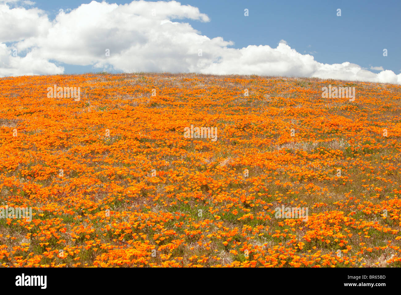 California poppies in bloom, California State Poppy Preserve, near Lancaster, California. Stock Photo