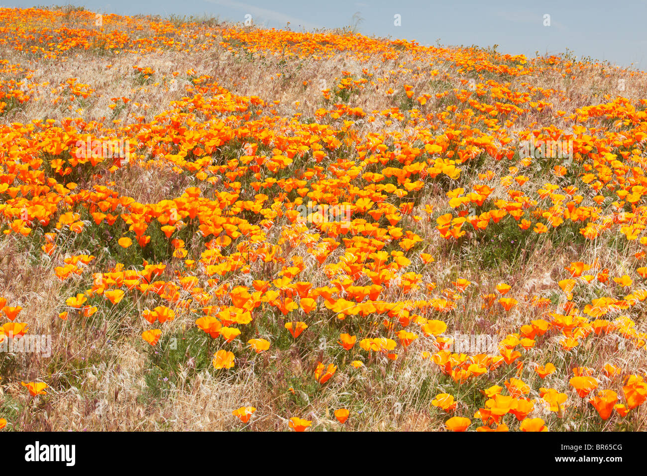 California poppies in bloom, near Lancaster, California. Stock Photo