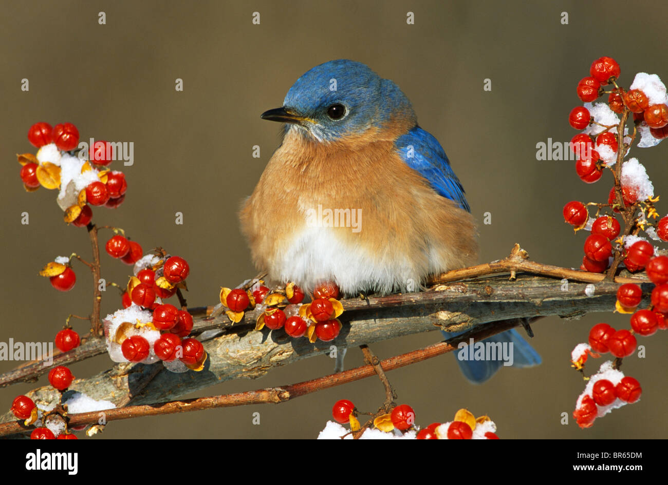 Eastern Bluebird Male Winter Sialia sialis Eastern USA, by Skip Moody/Dembinsky Photo Assoc Stock Photo