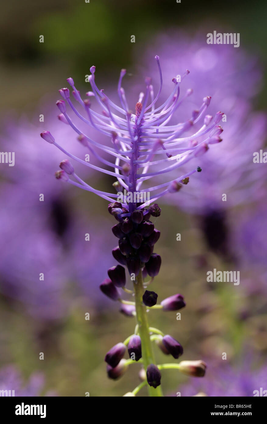 Purple Grape Hyacinth or Tassle Hyacinth, Leopoldia comosa, Hyacinthaceae, Mediterranean Europe. Stock Photo