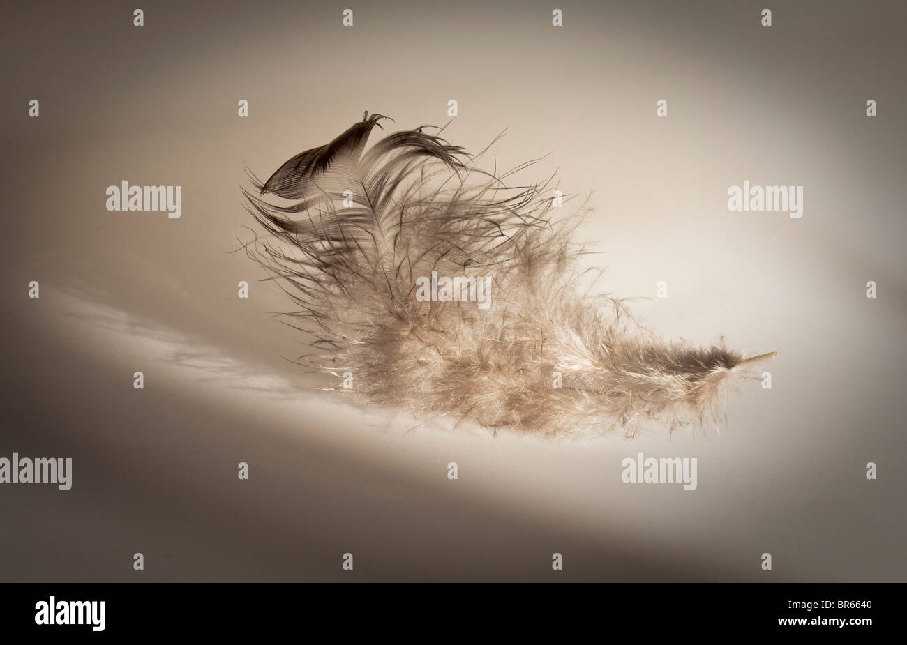 Tranquility contour feather hi-res stock photography and images - Alamy