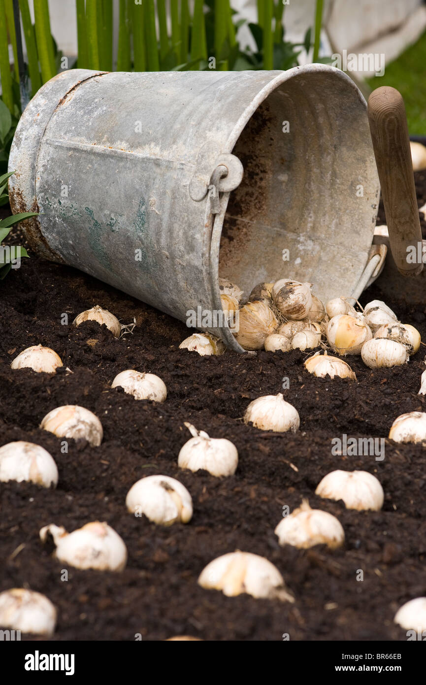 planting allium bulbs from a vintage bucket Stock Photo Alamy