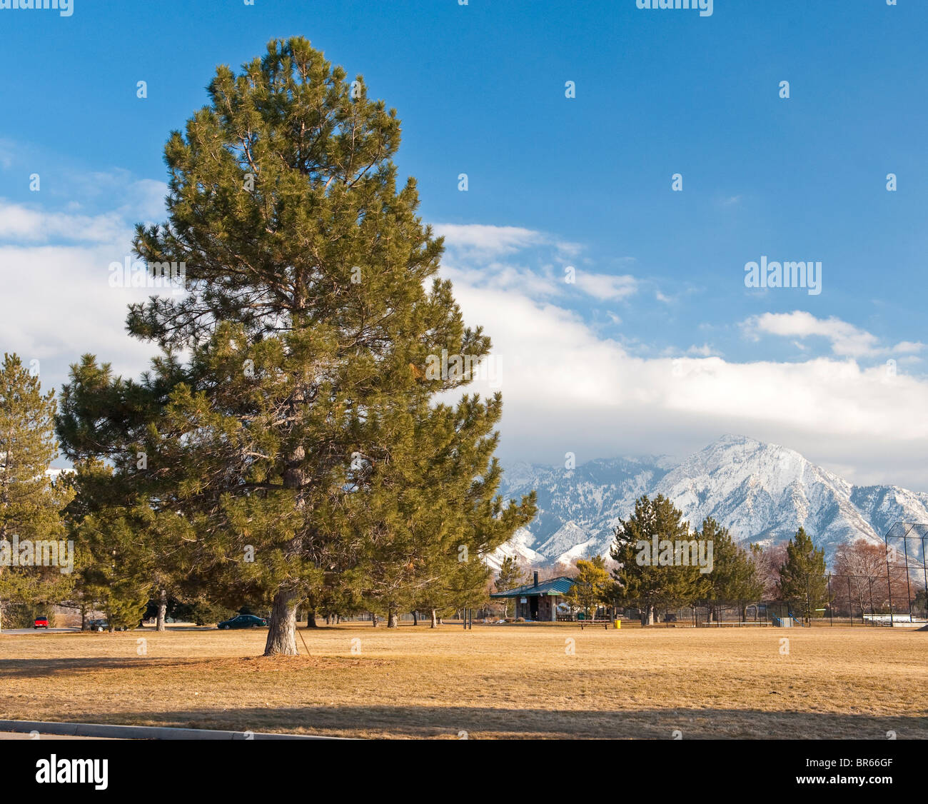 lone pine tree in an open field Stock Photo