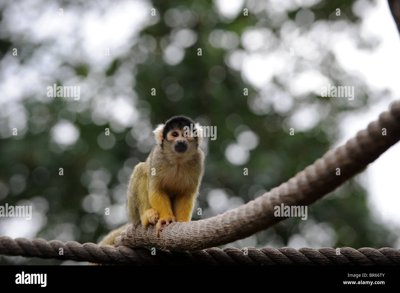 Squirrel monkey at London Zoo Stock Photo Alamy