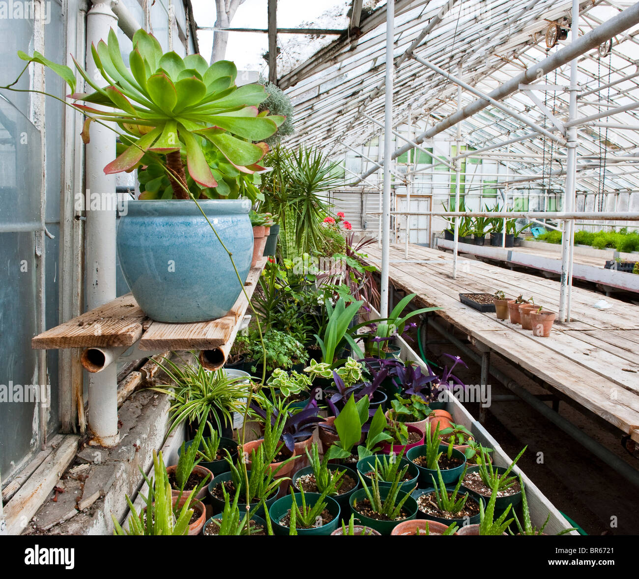 Horticultural Greenhouse High Resolution Stock Photography and Images