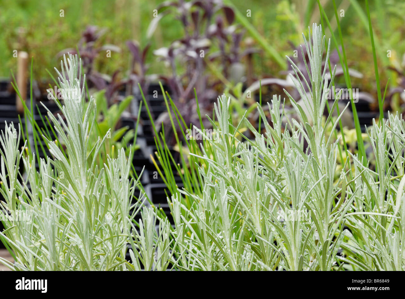 Mixed herb plants growing in pots Stock Photo Alamy