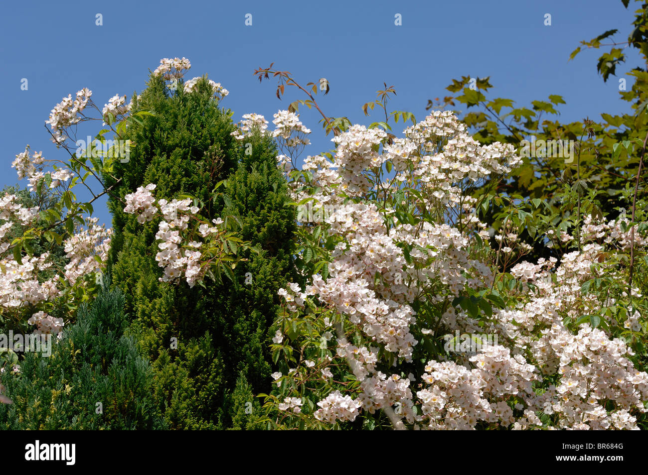 Rosa filipes 'Kiftsgate' climbing rose drifting over ornamental conifers Stock Photo
