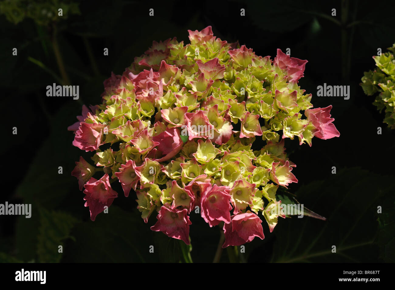 Red Hydrangea macrophylla flower just vcoming into flower and gaining colour Stock Photo