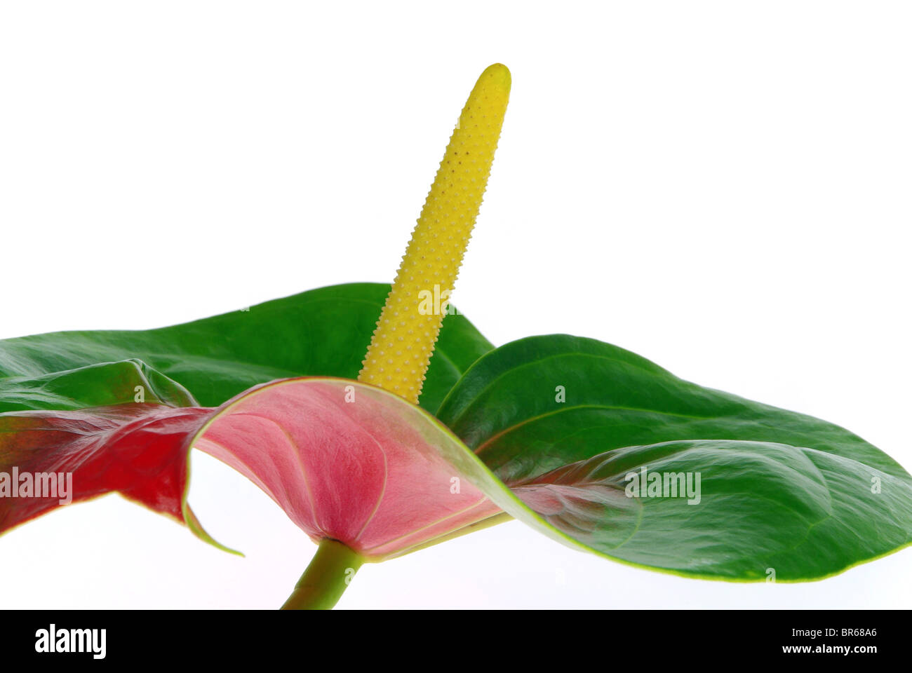 Flamingoblume - Anthurium 19 Stock Photo