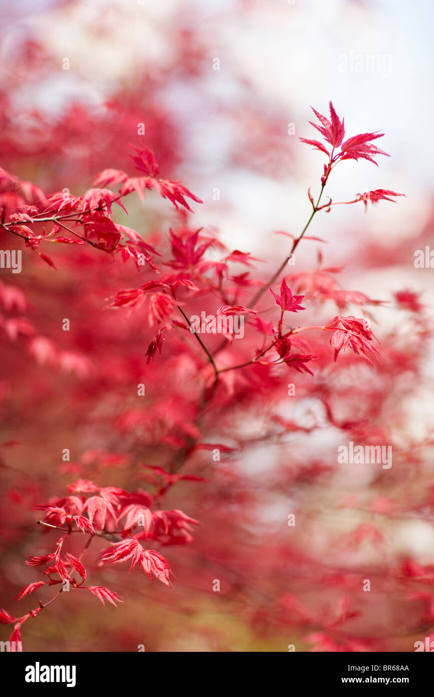 Acer palmatum garden hi-res stock photography and images - Alamy