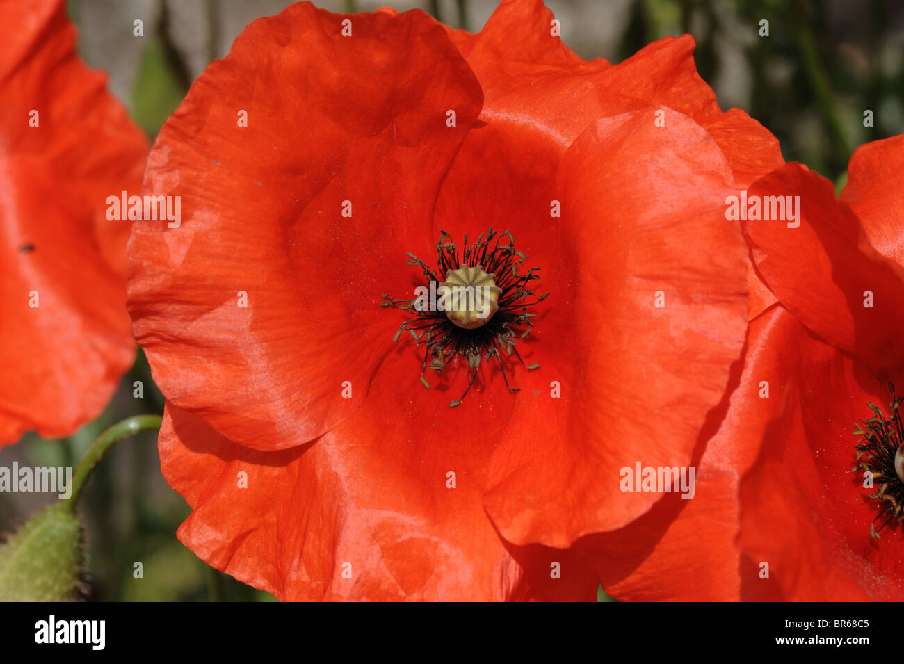 Long-headed poppy (Papaver dubium) flower seedpod and anthers Stock Photo