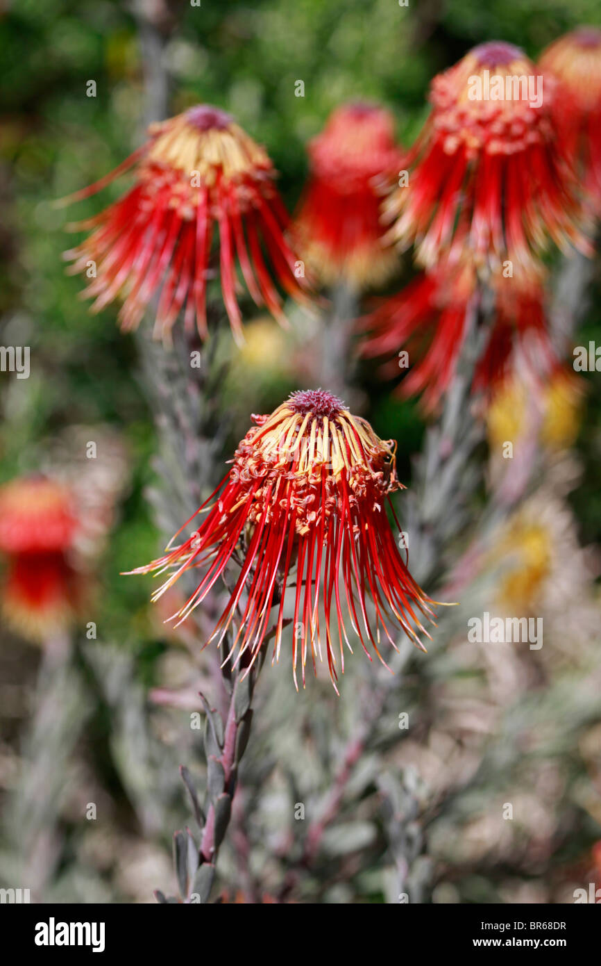 Fynbos cape town hires stock photography and images Alamy