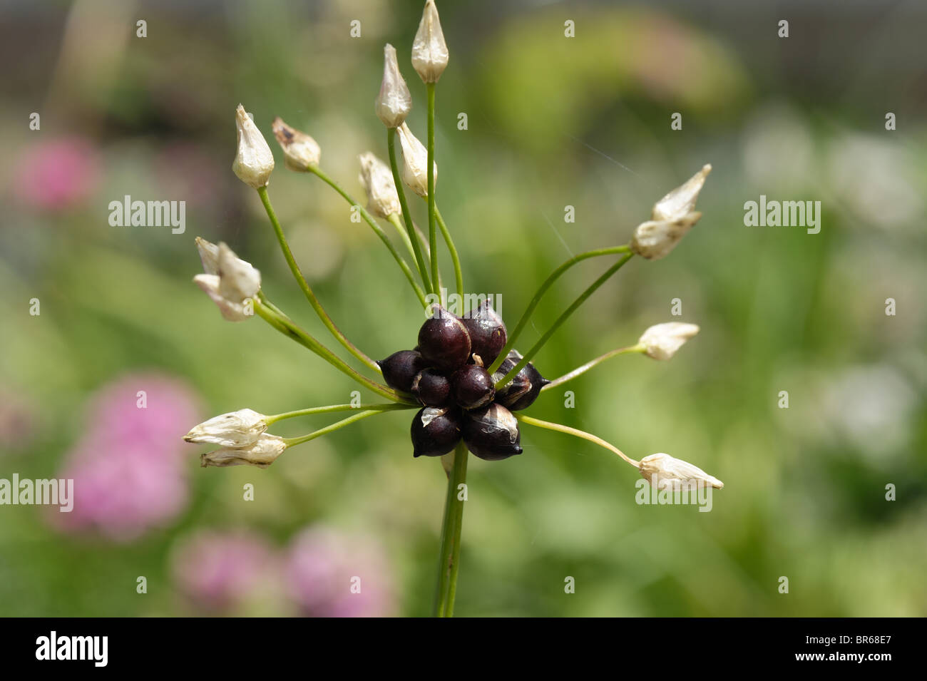 Rosy garlic (Allium roseum) bulbils forming on seedhead after flowering Stock Photo