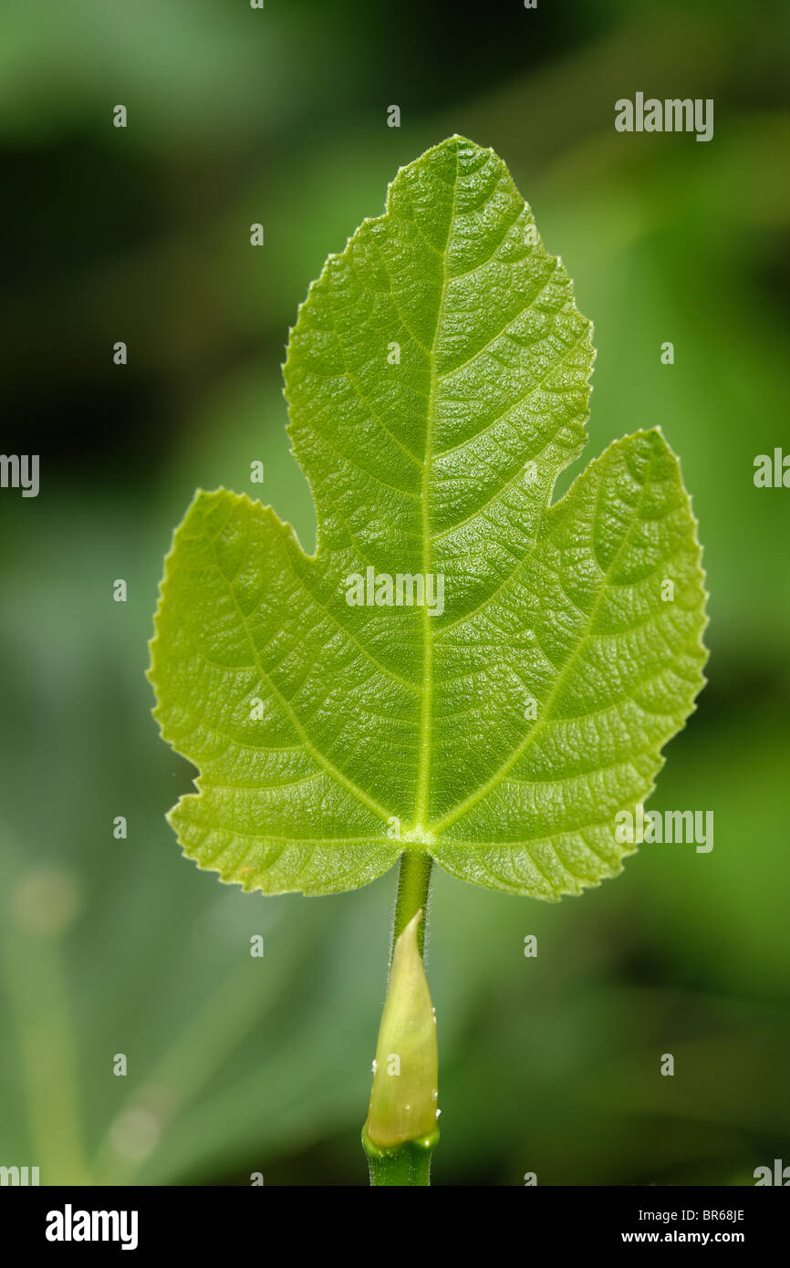 Very young fig leaf Stock Photo