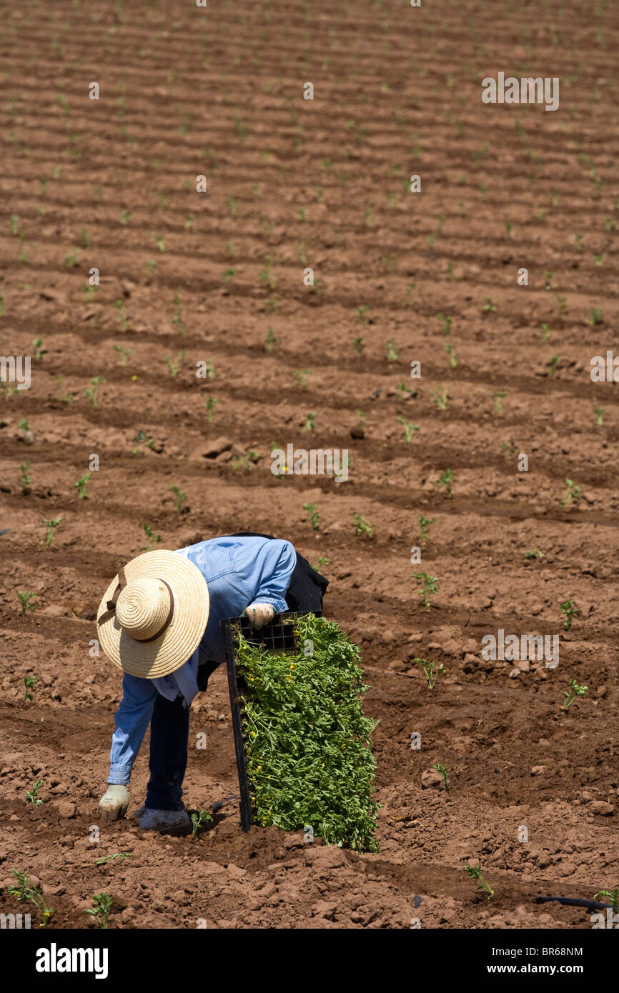 Planting watermelon seedlings requires backbreaking 'stoop labor'. Farm laborers in the hot Imperial Valley of California USA Stock Photo
