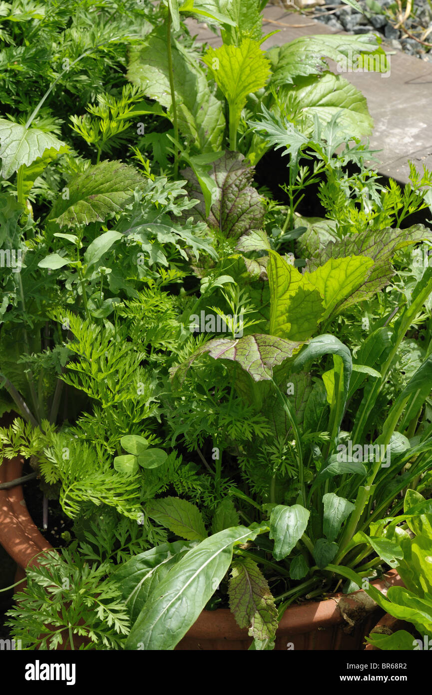 Salad leaf plants in pick and come again container in summer Stock Photo