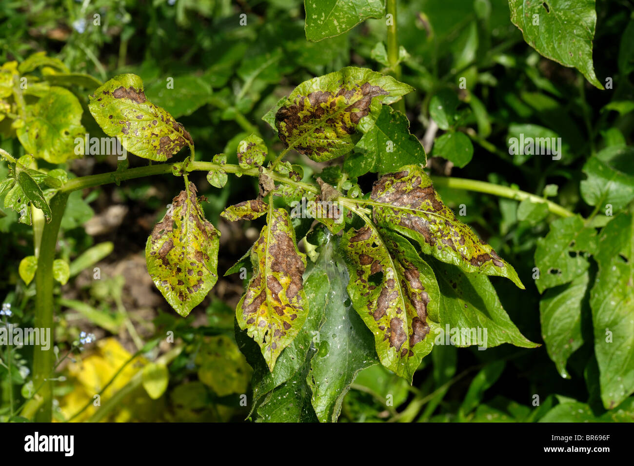 Magnesium deficiency leaves hi-res stock photography and images - Alamy