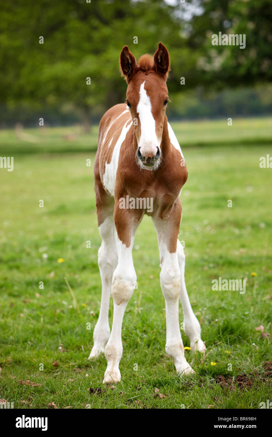 horses field foal mother mare grass horse Stock Photo