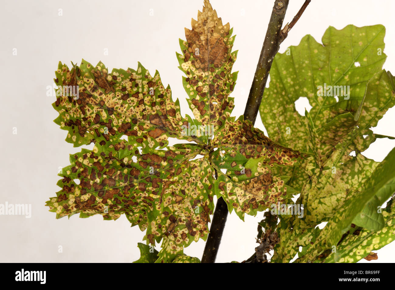 Oak leaf phylloxera (Phylloxera glabra) damage to oak tree leaves Stock Photo