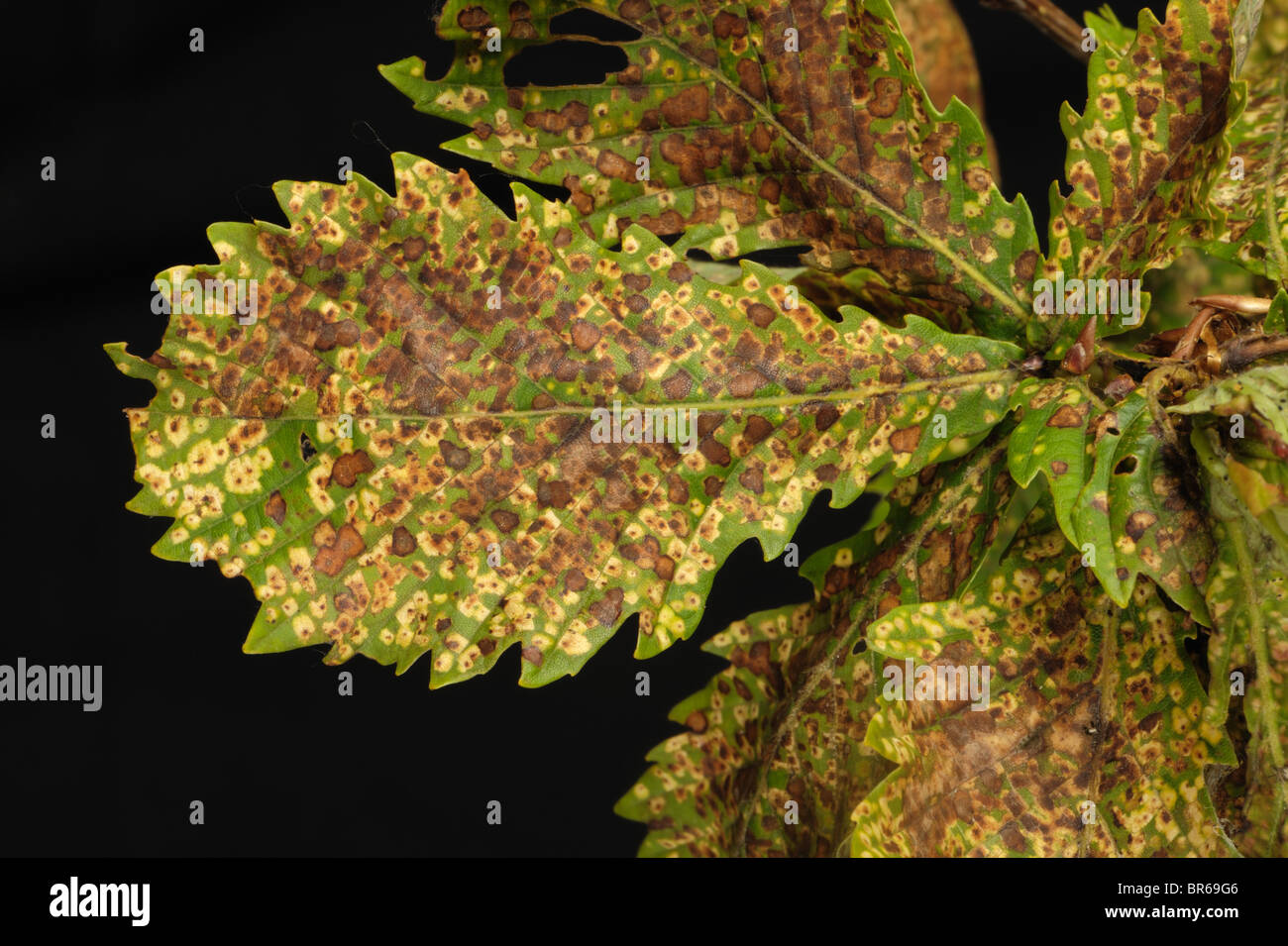 Oak leaf phylloxera (Phylloxera glabra) damage to oak tree leaves Stock Photo