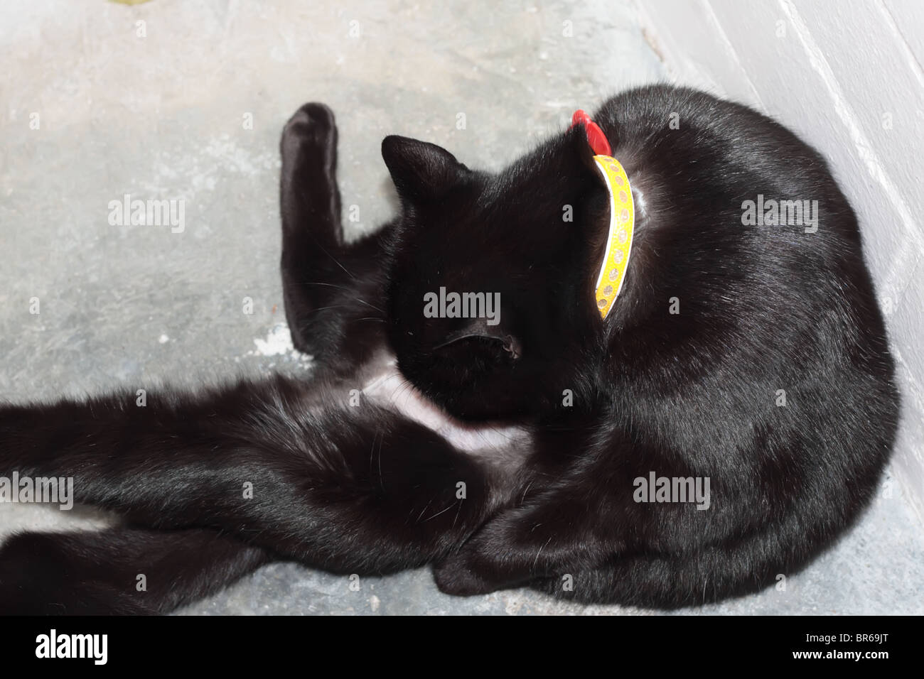 Black Cat Licking Himself Stock Photo