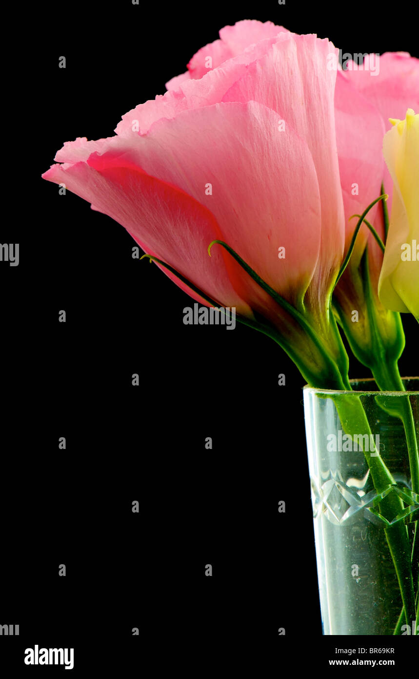 pink flowers in wine glass closeup Stock Photo Alamy