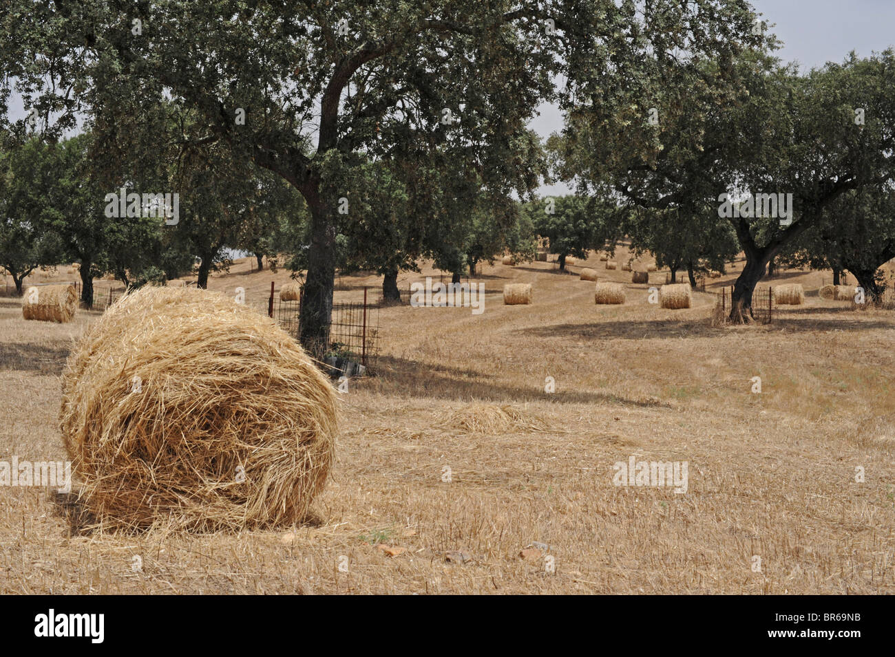 Olive trees growing among wheat crops, Alentejo, Portugal Stock Photo