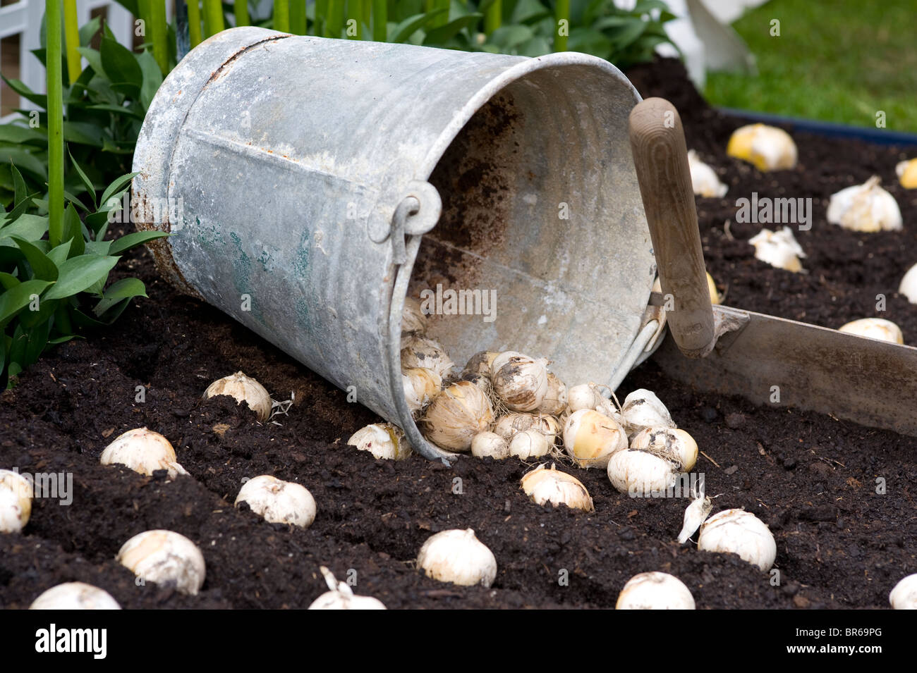 planting allium bulbs from a vintage bucket Stock Photo