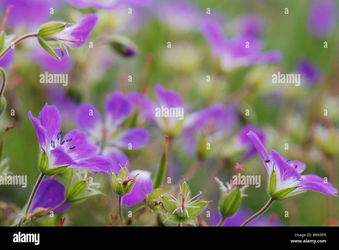 Surrounding purple flowers hi-res stock photography and images - Alamy