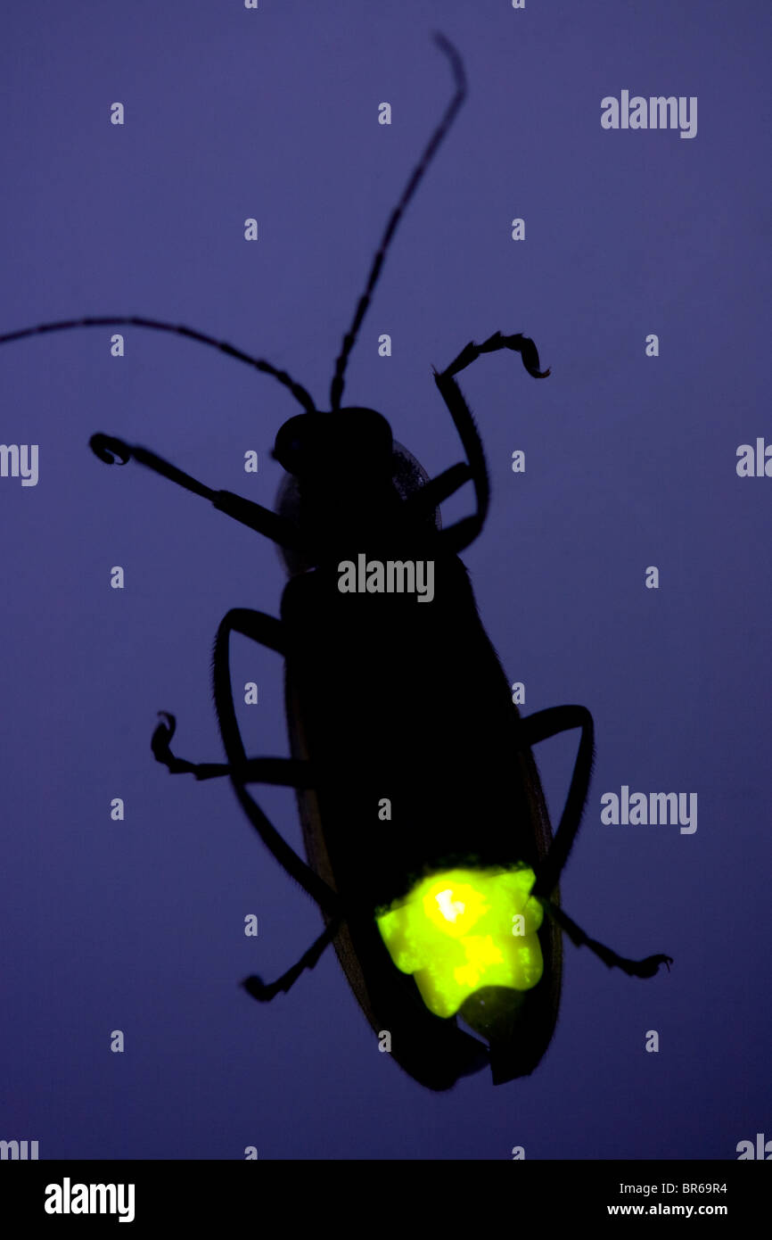 Firefly Flashing at Night - Lightning Bug - Glow Worm Stock Photo