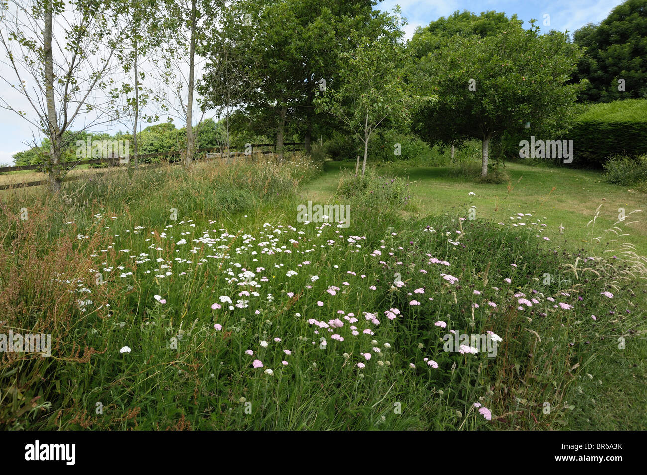 Natural meadow garden with fruit trees and pathways cut for access Stock Photo