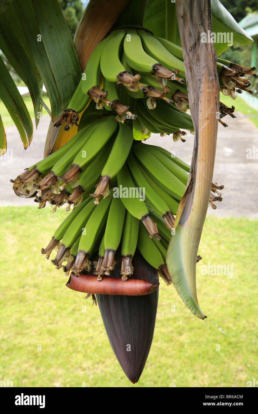 Green bananas cluster hanging from a tree. Stock Photo