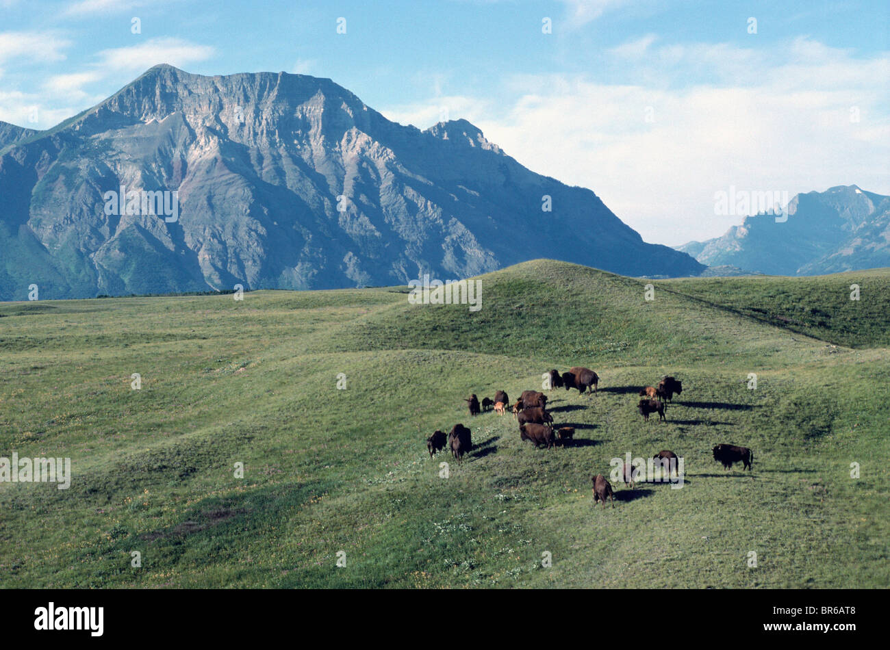 Waterton lakes national park buffalo hi-res stock photography and ...