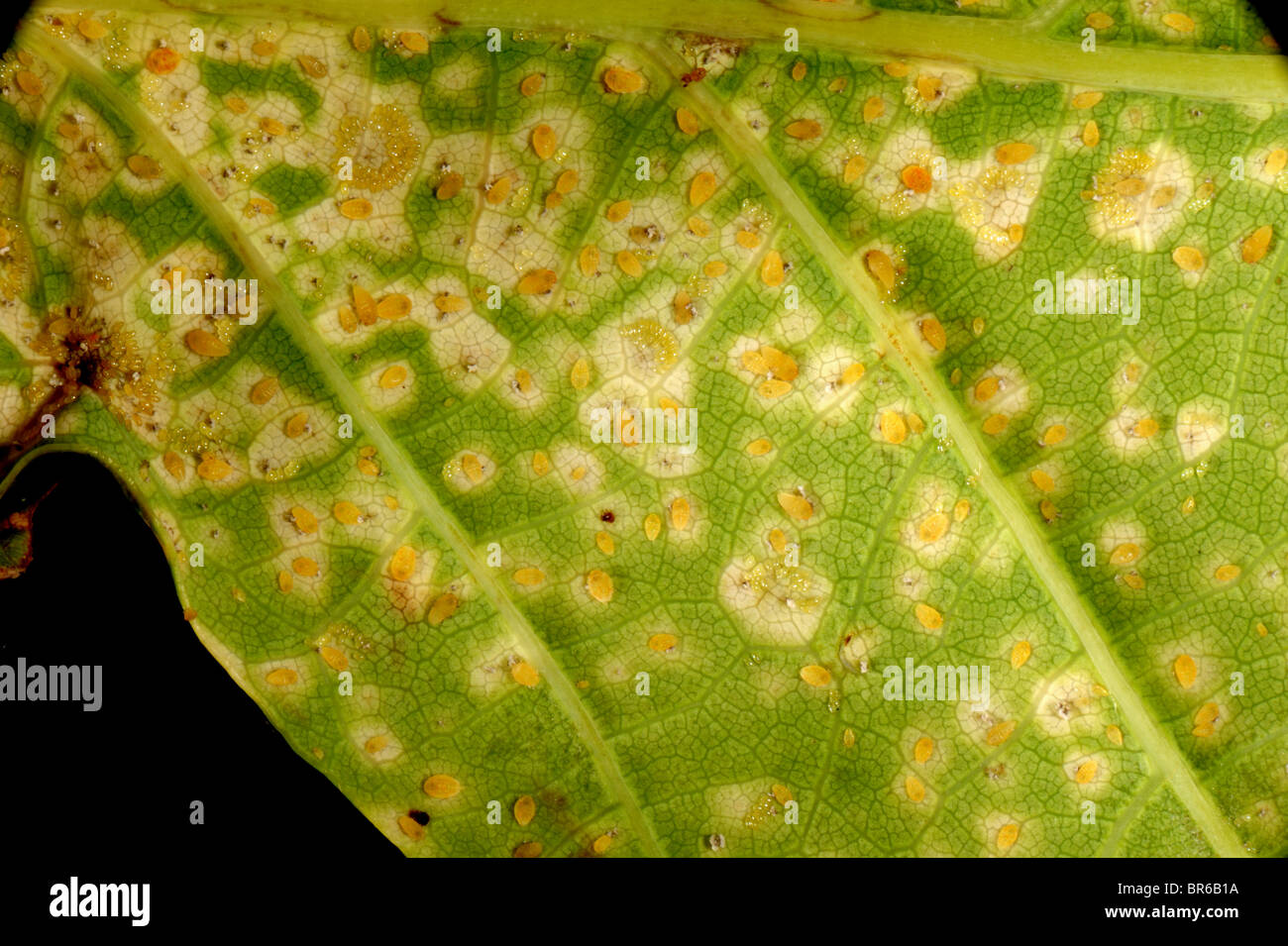 Oak leaf phylloxera (Phylloxera glabra) females, eggs and damage to oak tree leaves Stock Photo