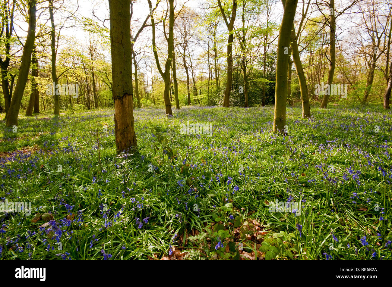 Bluebells in Wanstead Park Stock Photo Alamy