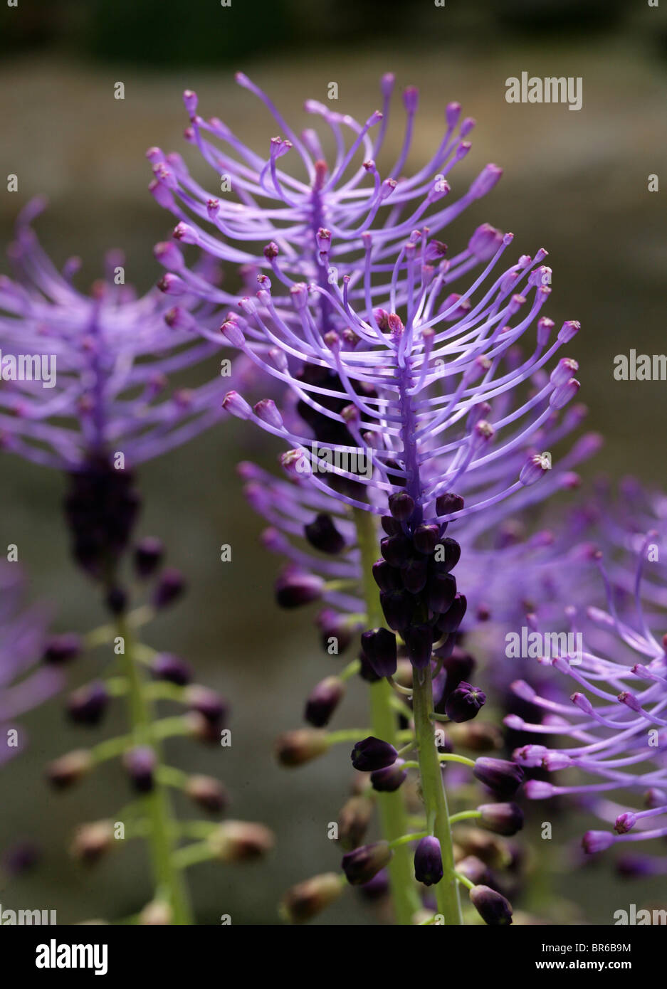 Purple Grape Hyacinth or Tassle Hyacinth, Leopoldia comosa, Hyacinthaceae, Mediterranean Europe. Stock Photo